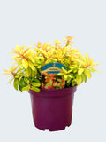Escalonia 'Glowing Embers' (3ltr)