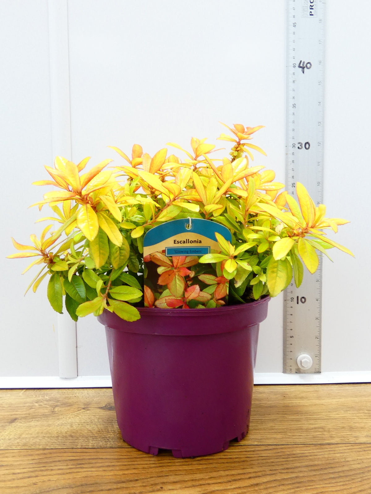 Escalonia 'Glowing Embers' (3ltr)
