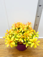Escalonia 'Glowing Embers' (3ltr)