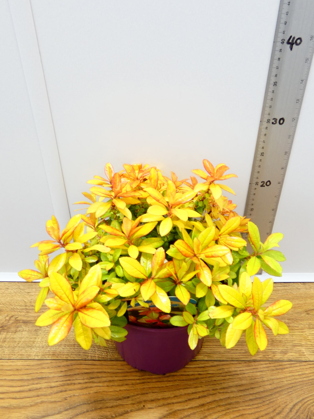 Escalonia 'Glowing Embers' (3ltr)