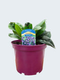 Pulmonaria 'Blue Ensign' (3ltr)