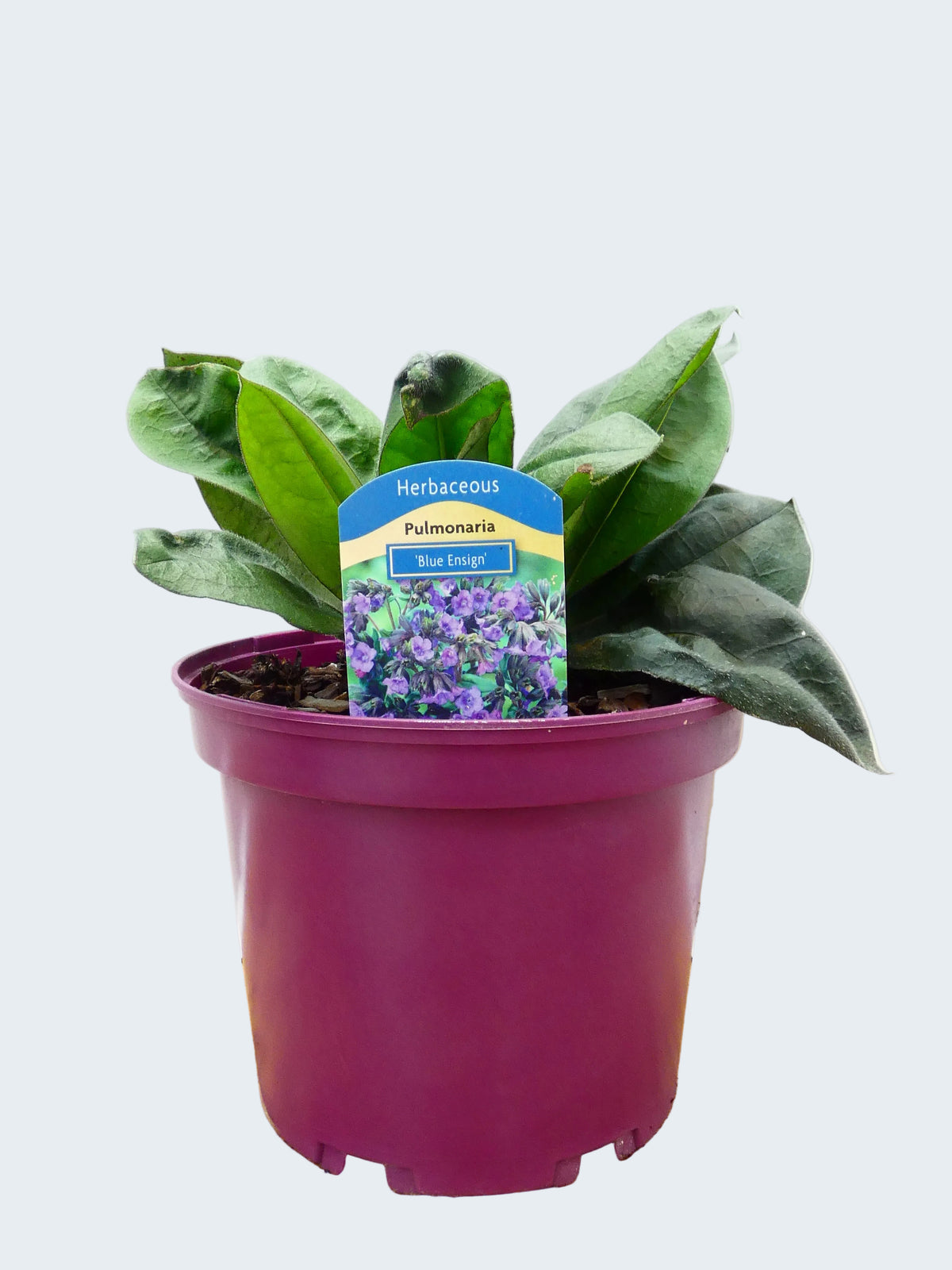 Pulmonaria 'Blue Ensign' (3ltr)