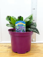 Pulmonaria 'Blue Ensign' (3ltr)