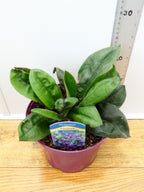 Pulmonaria 'Blue Ensign' (3ltr)