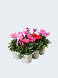 Cyclamen Mix (6 Pack)