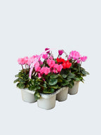 Cyclamen Mix (6 Pack)