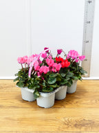 Cyclamen Mix (6 Pack)
