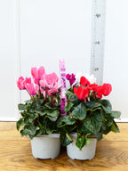 Cyclamen Mix (6 Pack)