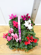 Cyclamen Mix (6 Pack)