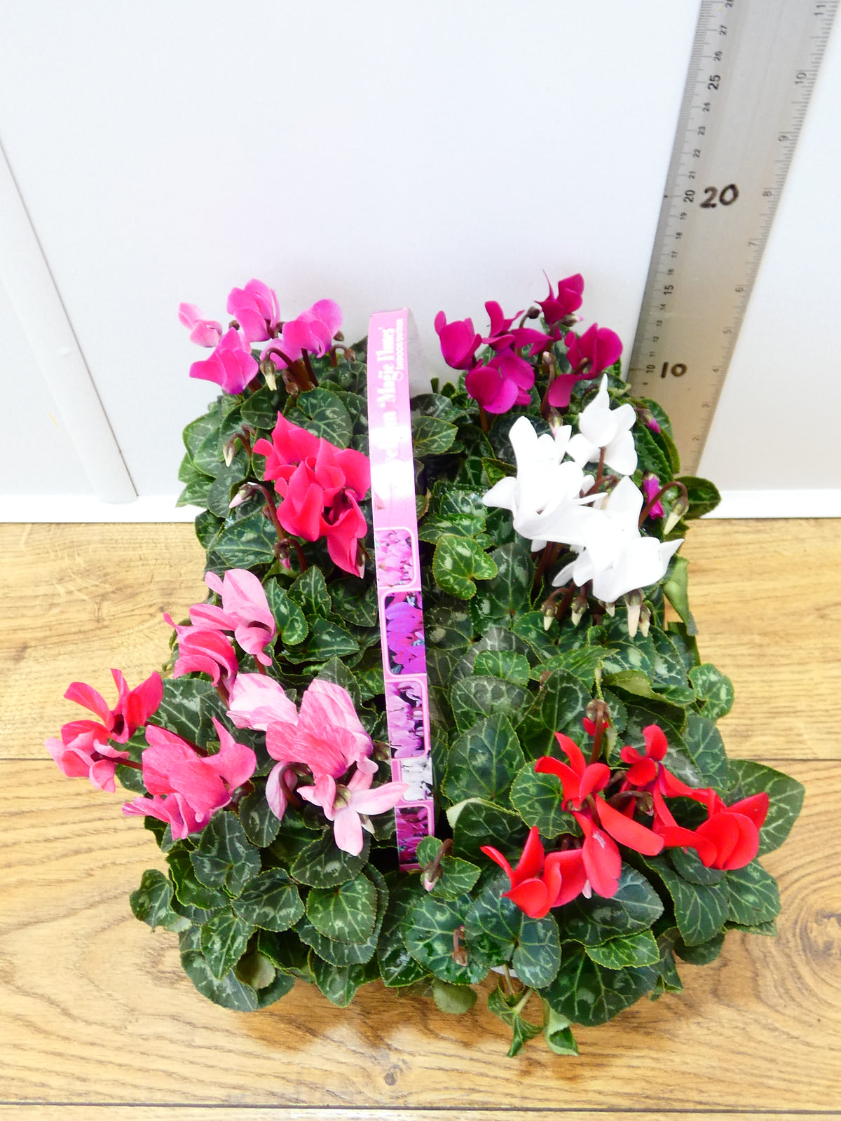 Cyclamen Mix (6 Pack)