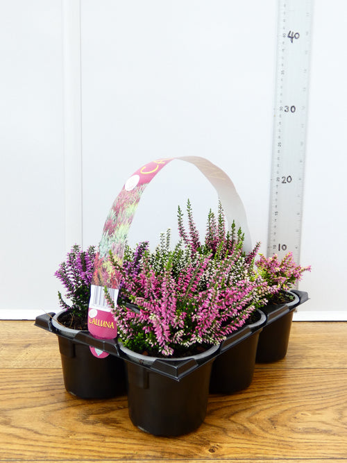 'Calluna' Garden Mix (6 Pack)