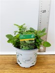 Herbs! Huge Selection (0.5ltr)