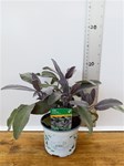 Herbs! Huge Selection (0.5ltr)