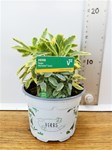 Herbs! Huge Selection (0.5ltr)