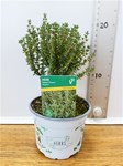 Herbs! Huge Selection (0.5ltr)