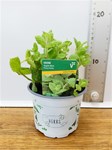 Herbs! Huge Selection (0.5ltr)