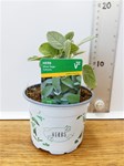 Herbs! Huge Selection (0.5ltr)