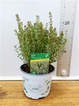 Herbs! Huge Selection (0.5ltr)