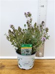 Herbs! Huge Selection (0.5ltr)