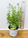 Herbs! Huge Selection (0.5ltr)