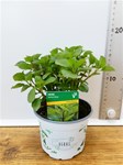 Herbs! Huge Selection (0.5ltr)