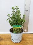 Herbs! Huge Selection (0.5ltr)
