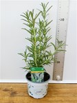 Herbs! Huge Selection (0.5ltr)
