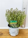 Herbs! Huge Selection (0.5ltr)