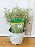 Herbs! Huge Selection (0.5ltr)