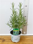 Herbs! Huge Selection (0.5ltr)