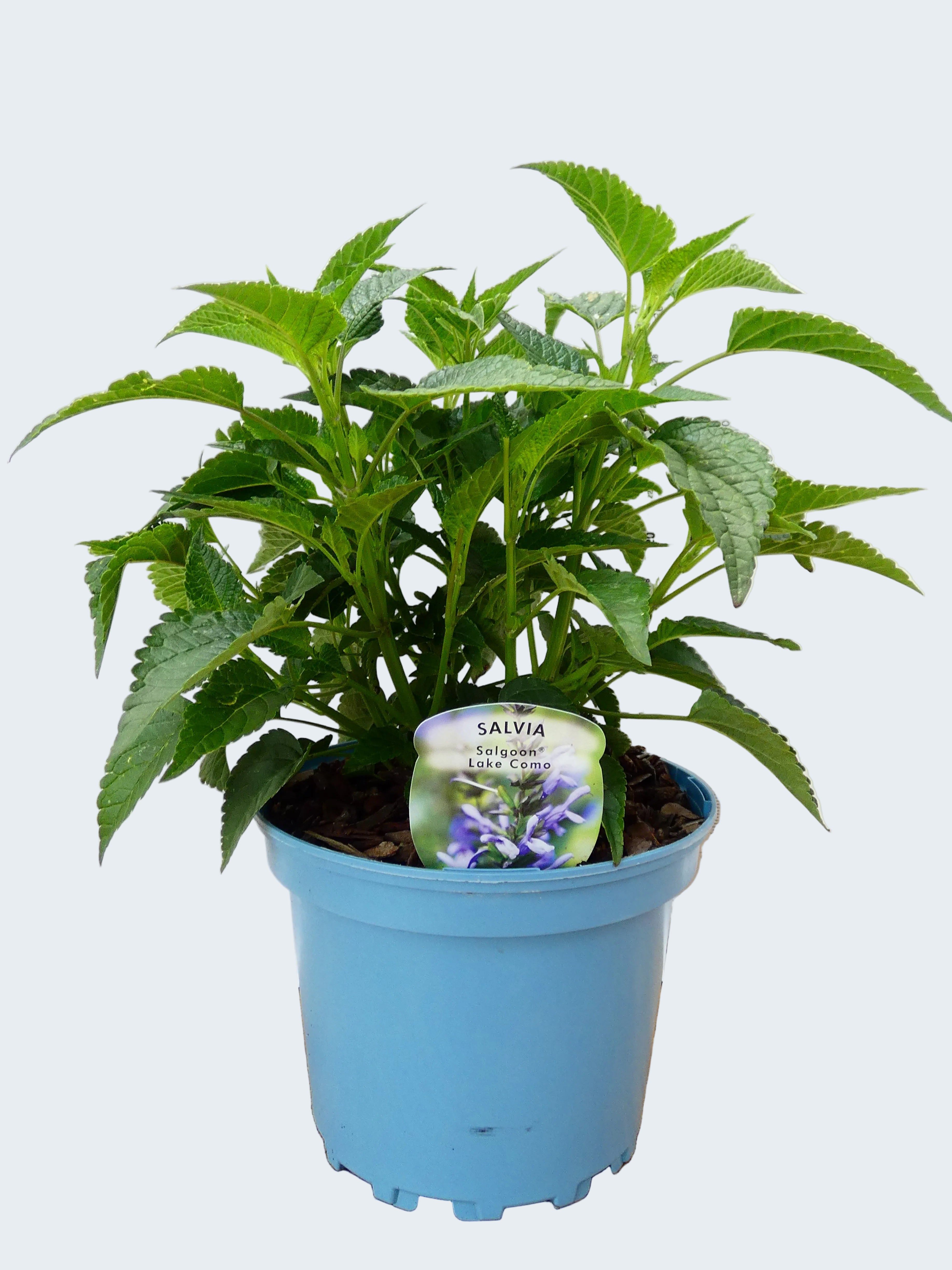 Salvia Salgoon 'Lake Como