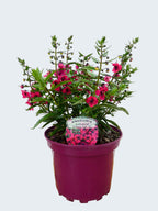 Angelonia Archangel 'Cherry Red'  (2ltr)