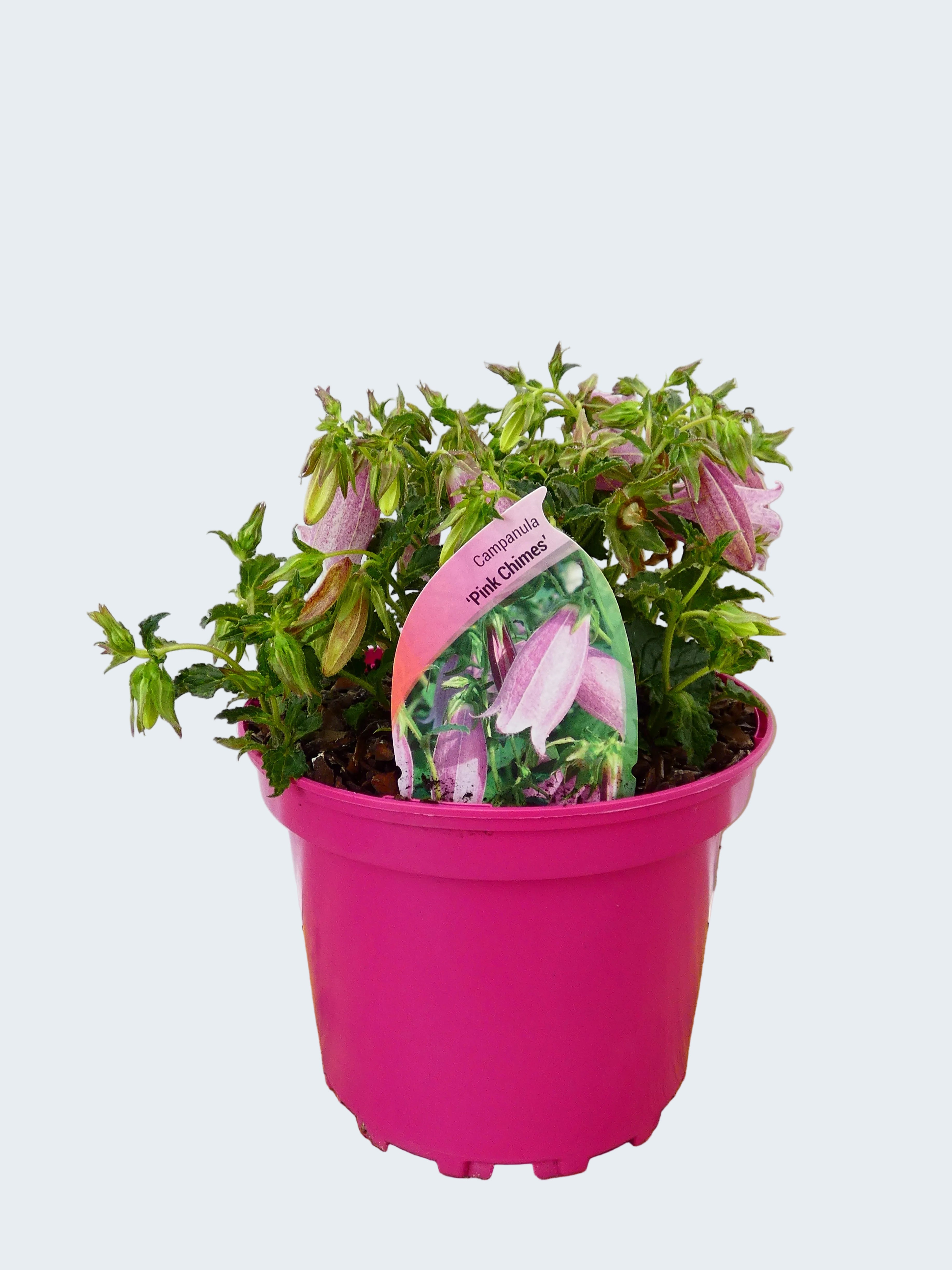 Campanula 'Pink Chimes' (2ltr)