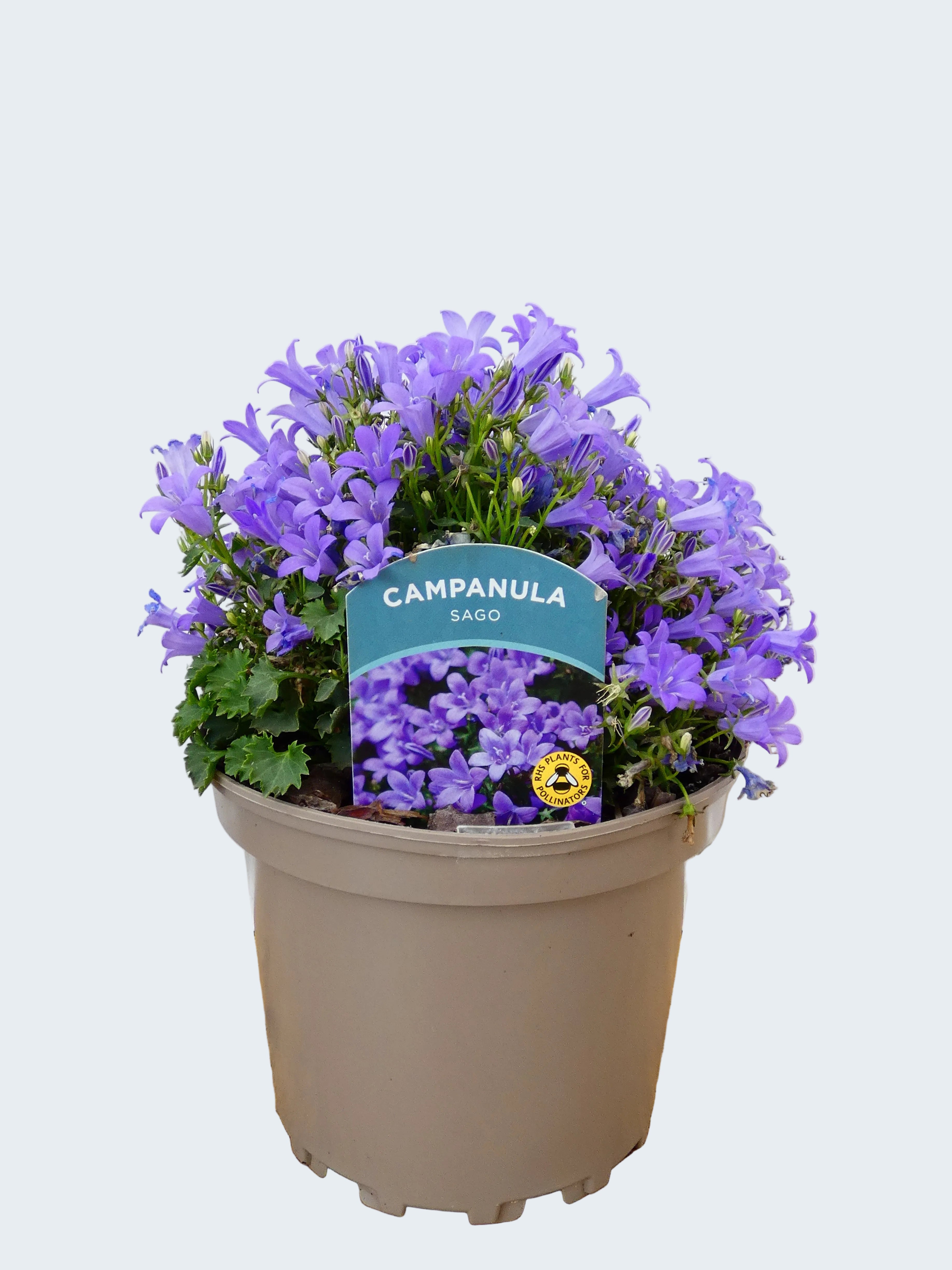 Campanula 'Sago' (2ltr)