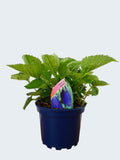 Campanula 'Sarastro' (2ltr)