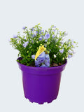 Campanula 'Summer Pearl' (2ltr)
