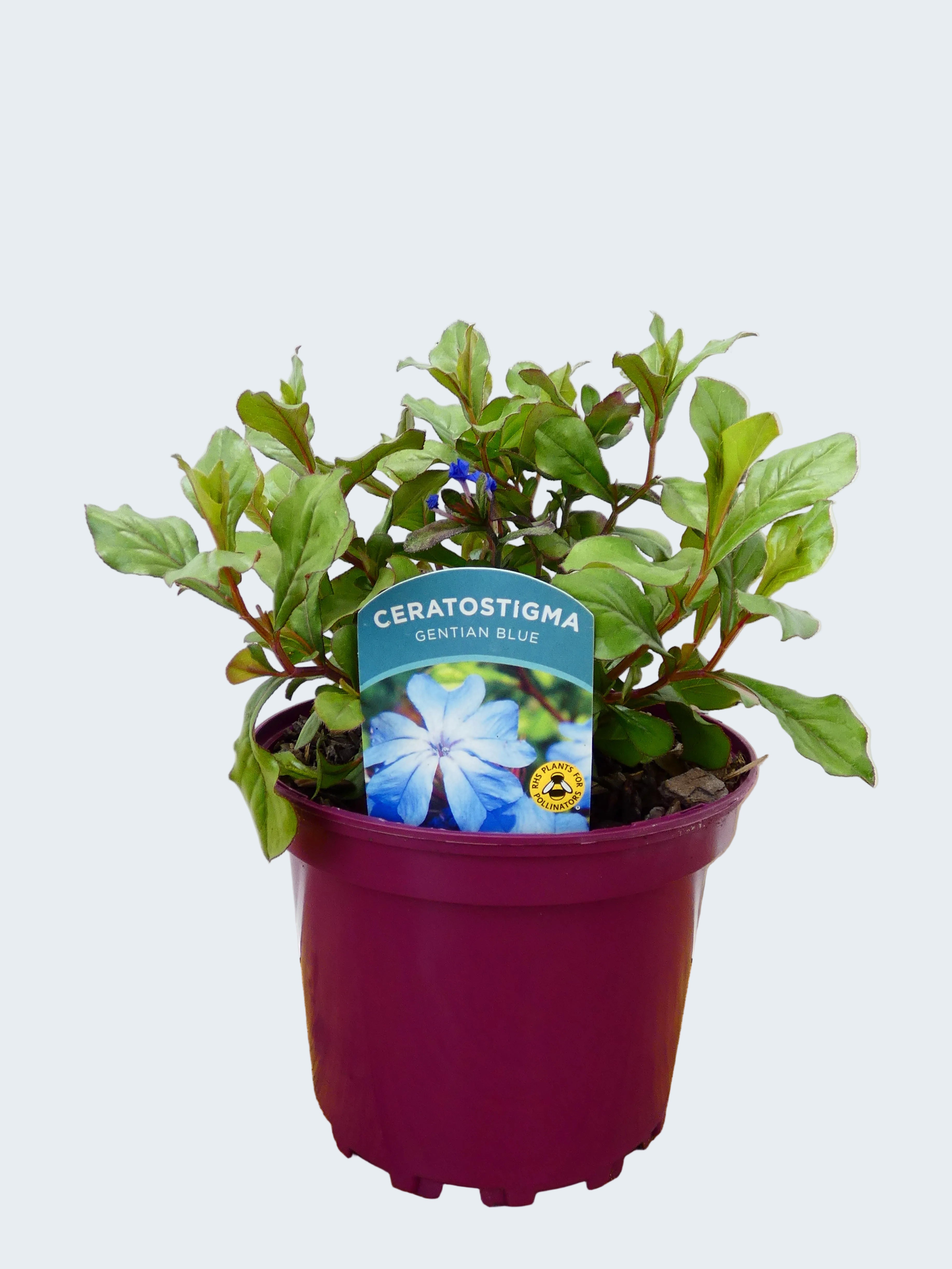 Ceratostigma 'Gentain Blue' (2ltr)