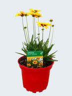 Coreopsis Solena 'Red&Gold' (2ltr)