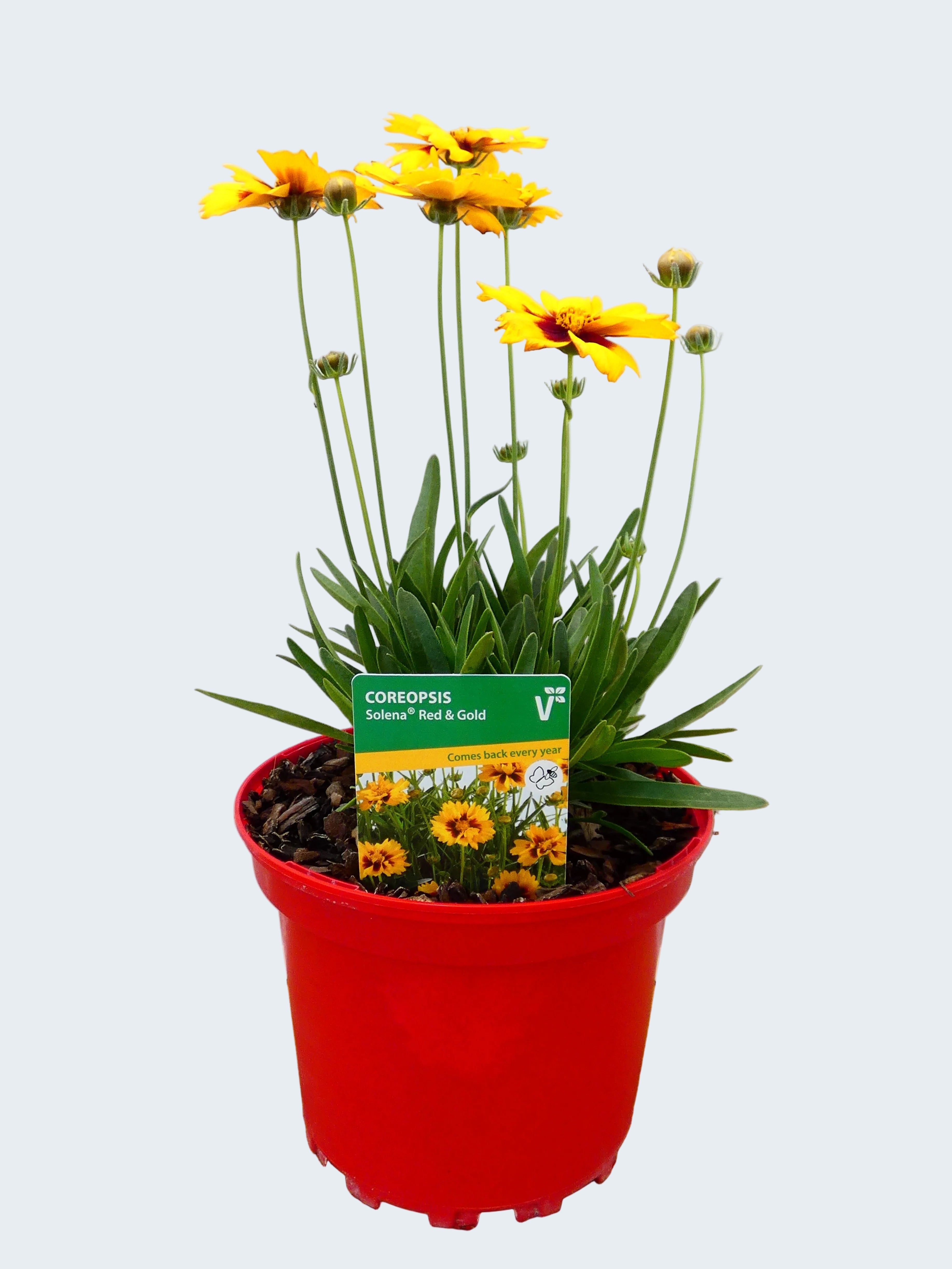 Coreopsis Solena 'Red&Gold' (2ltr)