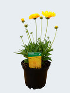 Coreopsis solena 'Double Gold' (2ltr)