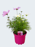 Cosmos 'Apollo Mixed' (2ltr)