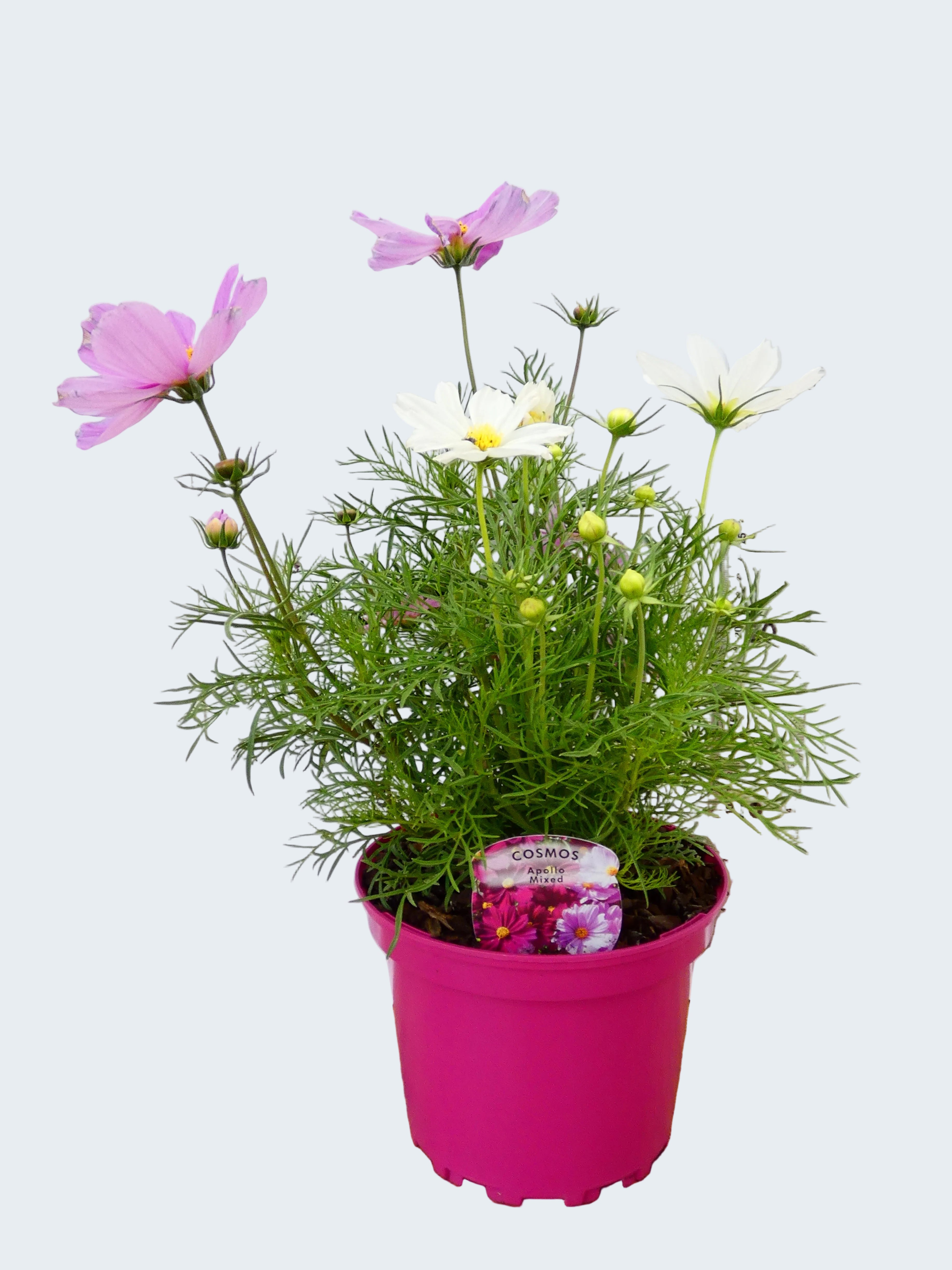 Cosmos 'Apollo Mixed' (2ltr)