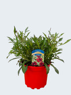 Cosmos 'Chocamocha' (2ltr)