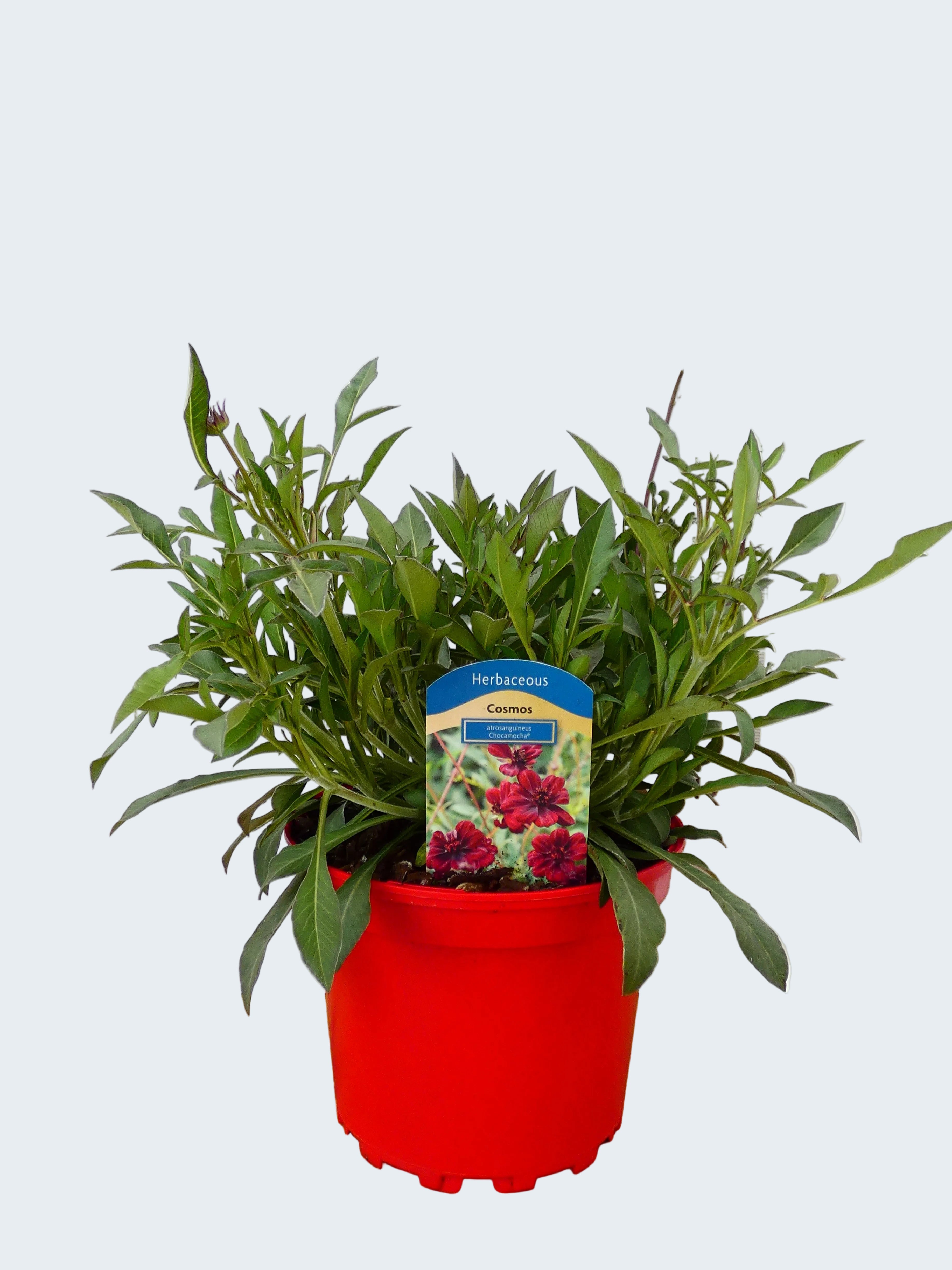 Cosmos 'Chocamocha' (2ltr)