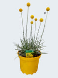 Craspedia 'Monolo' (2ltr)