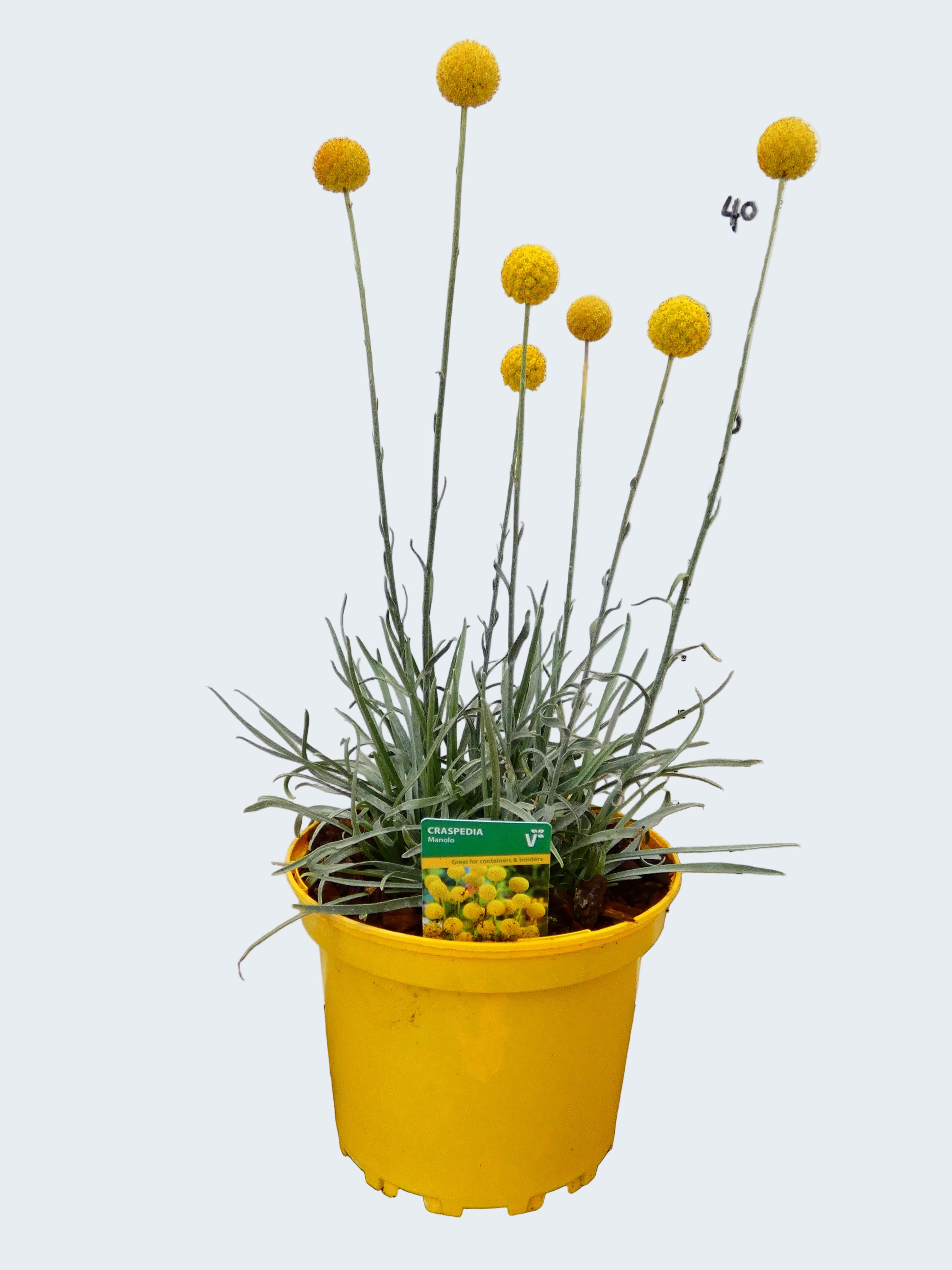 Craspedia 'Monolo' (2ltr)