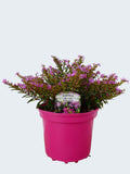 Cuphea 'Myrtis Deep Pink' (2ltr)