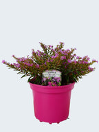 Cuphea 'Myrtis Deep Pink' (2ltr)