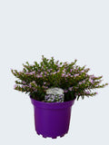 Cuphea 'Myrtis Lavender' (2ltr)
