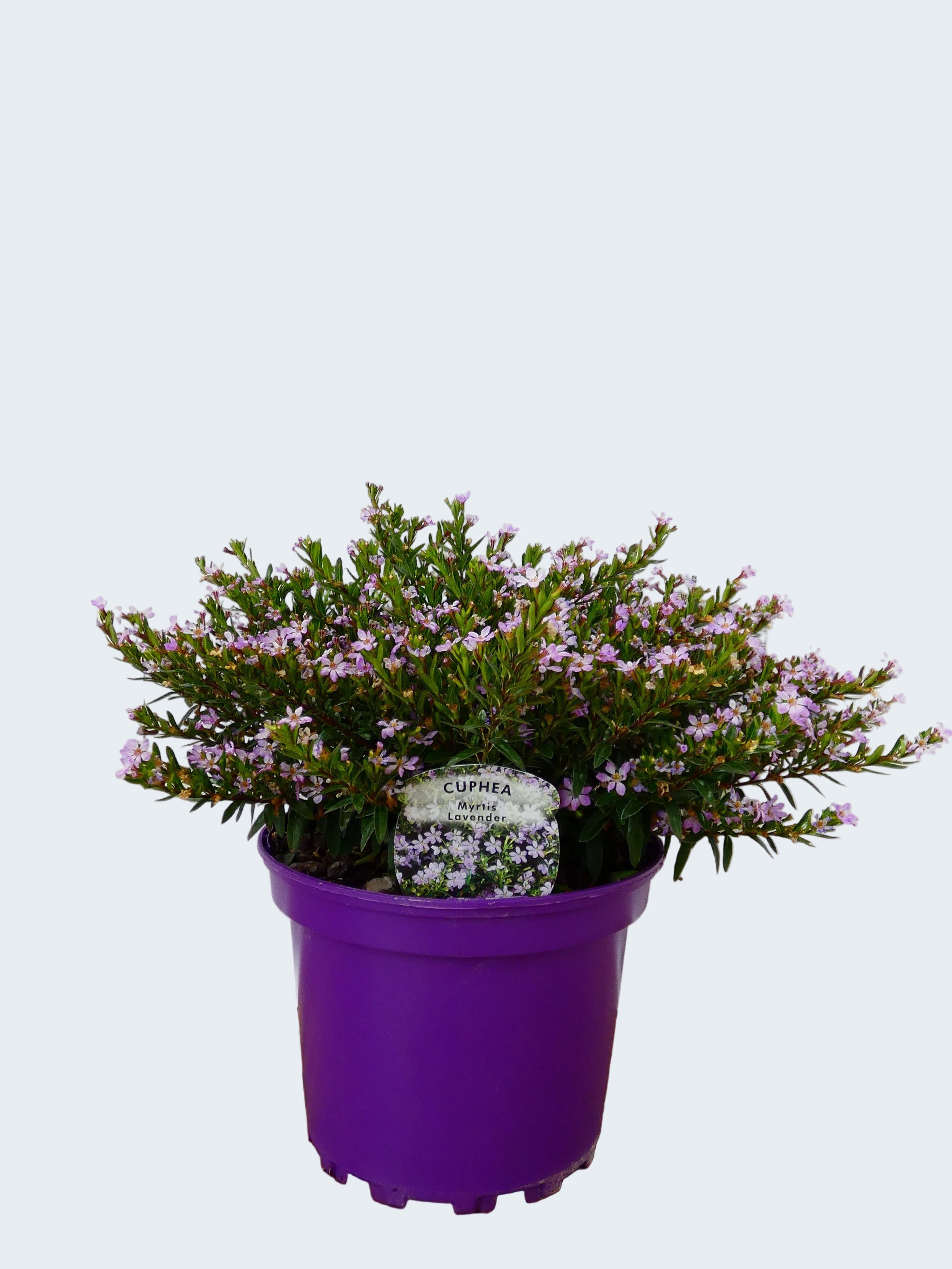 Cuphea 'Myrtis Lavender' (2ltr)